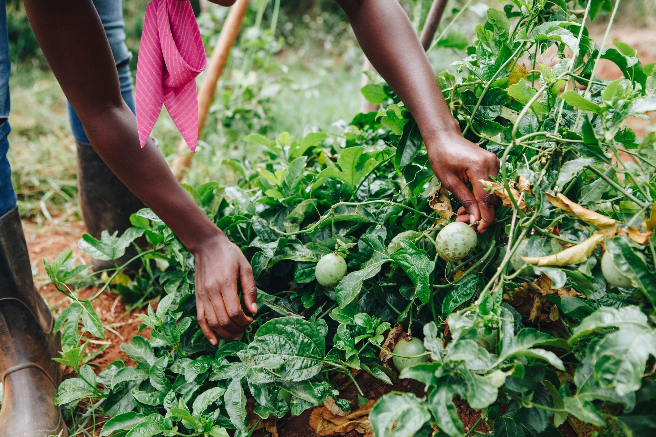 community agriculture training in Uganda
